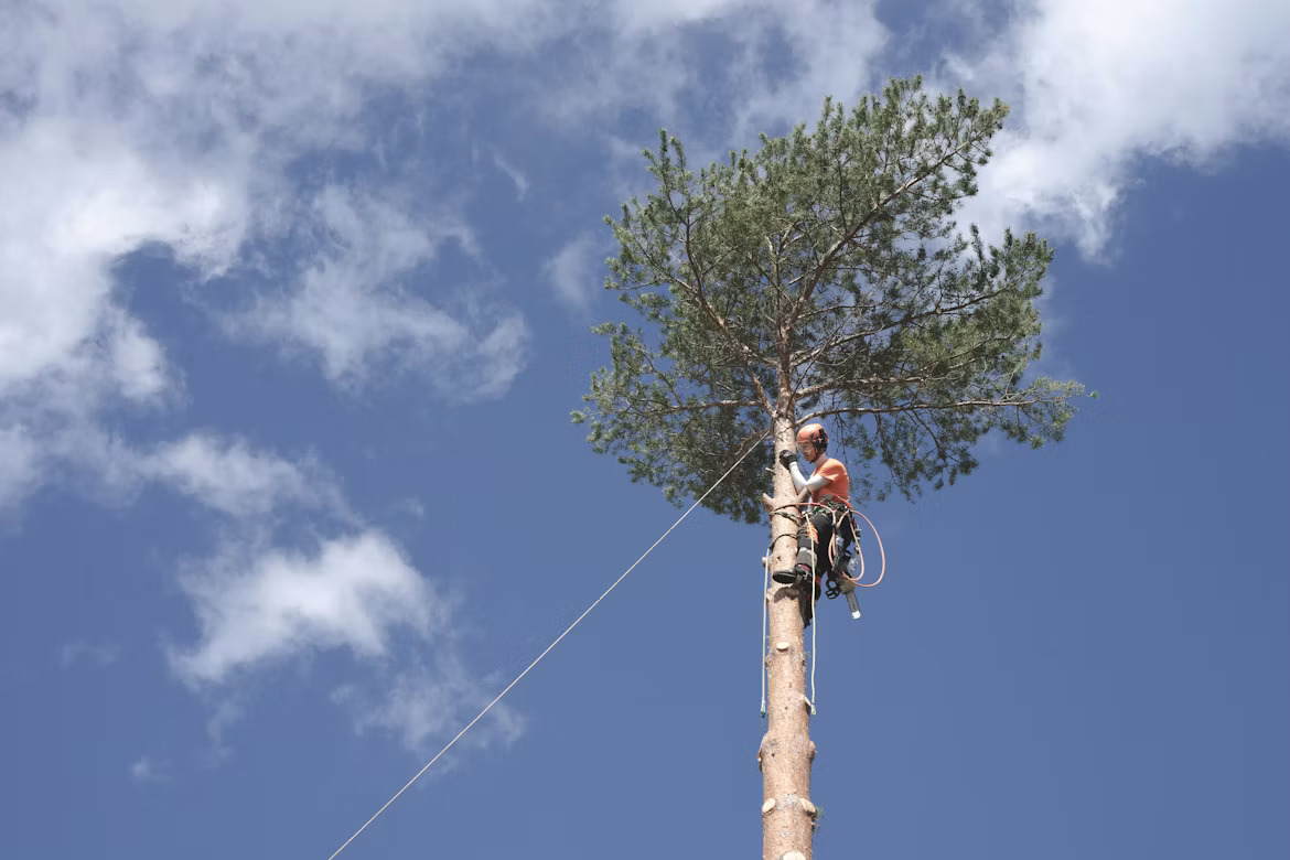 Tree trimming and arborist services in Lake City
